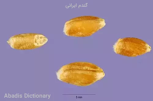 گندم ایرانی